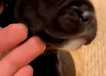 X2705007 My Dog Brought Home a ‘Puppy’… It was Actually a Wild Silver Fox (Part 2)