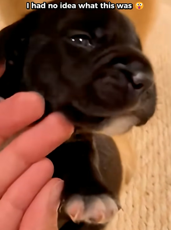 X2705007 My Dog Brought Home a ‘Puppy’… It was Actually a Wild Silver Fox (Part 2)