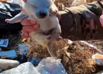 I2705021 dog was dumped in garbage heap (Part 2)