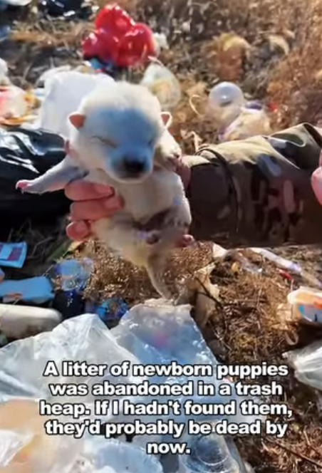 I2705021 dog was dumped in garbage heap (Part 2)