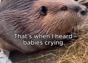 S2705020 Beaver Stopped Traffic to Save Her Babies Emotional Animal Rescue Story (Part 2)