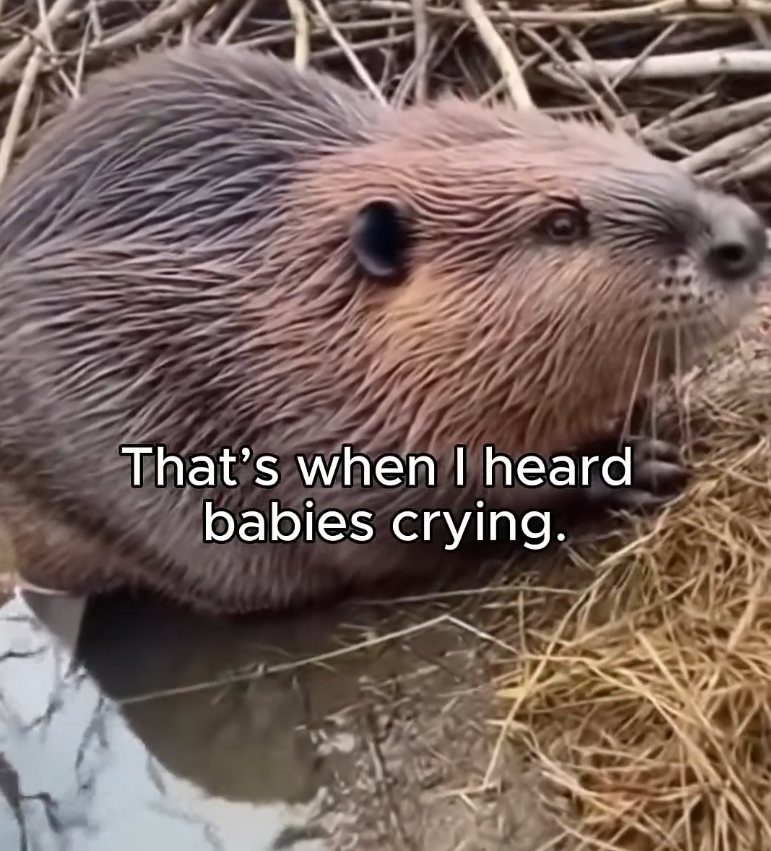 S2705020 Beaver Stopped Traffic to Save Her Babies Emotional Animal Rescue Story (Part 2)