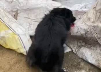 M2705011 Adopting abandoned tiger cubs (Part 2)