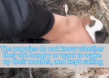 M2705012 Ferret Couple (Part 2)