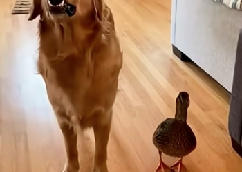 X2705010 My Dog Brought A Duck Inside… Then THIS Happened (Part 2)