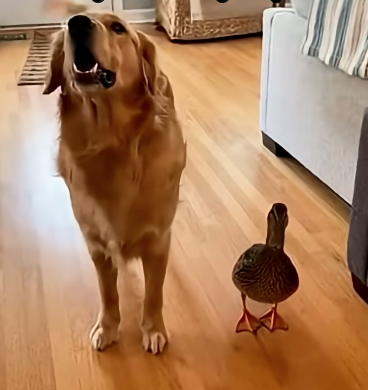 X2705010 My Dog Brought A Duck Inside… Then THIS Happened (Part 2)