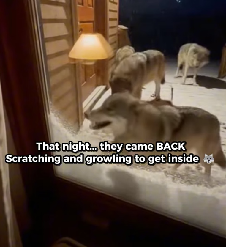X2705011 I Saved A Puppy from 5 Wolves… Then his Real Owner Came Back and Broke My Dog’s Heart (Part 2)