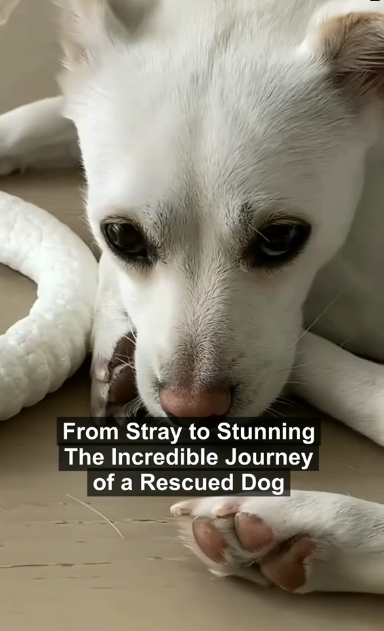 D2905006 Compassion is what rescue looks like. (Part 2)