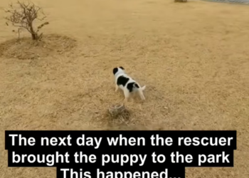 D2905007 Rescue gives abandoned hearts hope again. (Part 2)