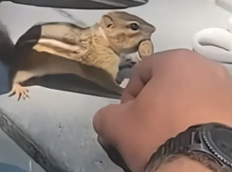 E1905005 This man rescued a chipmunk and raised it with all his heart. (Part 2)
