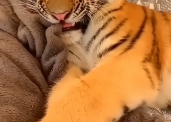 E1905002 This man adopted a weak tiger cub, and then this happened. (Part 1)