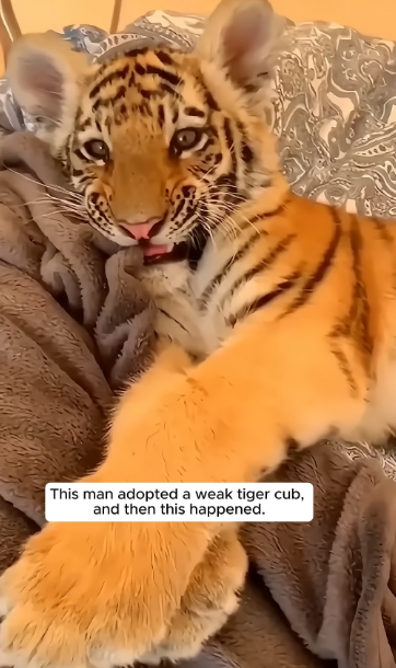 E1905002 This man adopted a weak tiger cub, and then this happened. (Part 1)