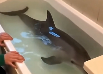 O2905001 I Saved a Baby Dolphin… and Let Him Go (Part 2)
