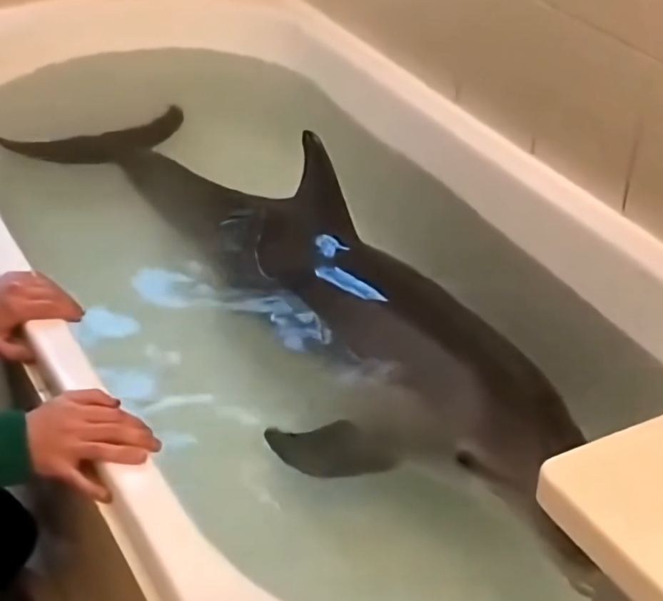 O2905001 I Saved a Baby Dolphin… and Let Him Go (Part 2)