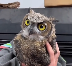 E1905004 These kind people rescued an injured owl and nursed it back to health. (Part 2)