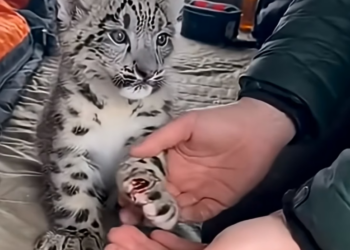 X2905001_Baby Snow Leopard Runs Into My Tent Screaming… A White Lion Was Hunting Him (Part 2)