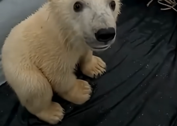 X2905009_I saved a Baby Polar Bear From A Leopard Seal Attack (Part 2)