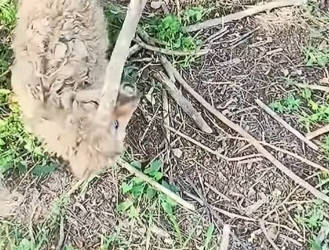 F2905007 Rescue means hope survived another day. (Part 2)