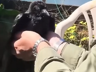 E1905006 This couple rescued a crow in distress and then adopted it. (Part 2)