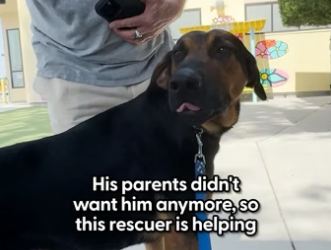 H1905002 Dog Clings To Woman Standing Outside Shelter When He Gets Dumped