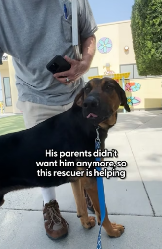 H1905002 Dog Clings To Woman Standing Outside Shelter When He Gets Dumped
