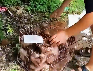 U1905022 Due to congenital disability, the puppy was abandoned at the door of the rescue station.