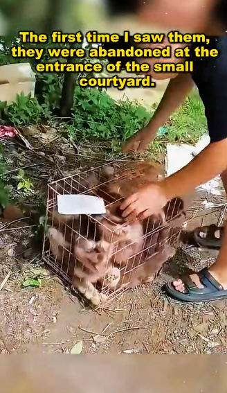 U1905022 Due to congenital disability, the puppy was abandoned at the door of the rescue station.