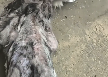 V1505001 This man saw an abandoned cat and rescued him (Part 2)