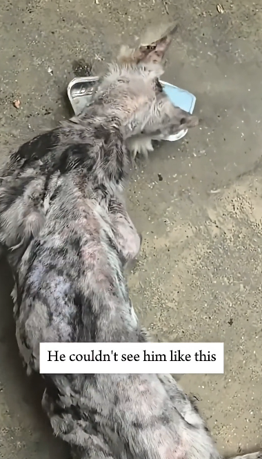 V1505001 This man saw an abandoned cat and rescued him (Part 2)