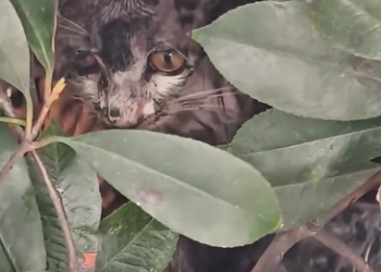 V1505004 This man saw a cat covered in dirt and rescued him  (Part 2)