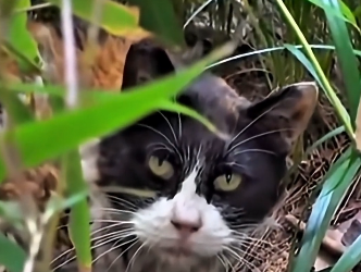 V1505006 This woman rescued an innocent kittie from danger and brought it home (Part 2)