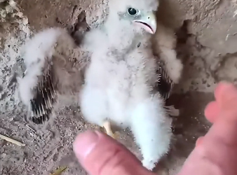 V1905002 This eagle deserves a second chance in life
