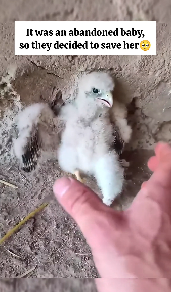 V1905002 This eagle deserves a second chance in life