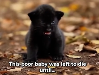 X1105006 A Mother Lion Rejected Her Cub in Jungle (Part 2)