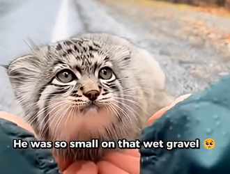 X1905003_I Found a Tiny Pallas Cat Being Attacked by Two Wolves in Oregon. My Dog Had Other Plans