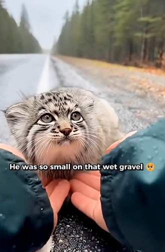 X1905003_I Found a Tiny Pallas Cat Being Attacked by Two Wolves in Oregon. My Dog Had Other Plans