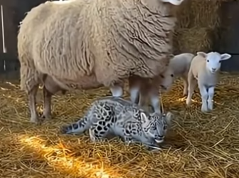 X1905008_A Snow Leopard Was Born in My Barn in Montana. My Sheep Raised Him