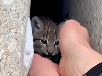 X1905009_A Lynx Kitten was Being Hunted By 5 Snow Leopards in Alaska. The Ending was Unpredictable