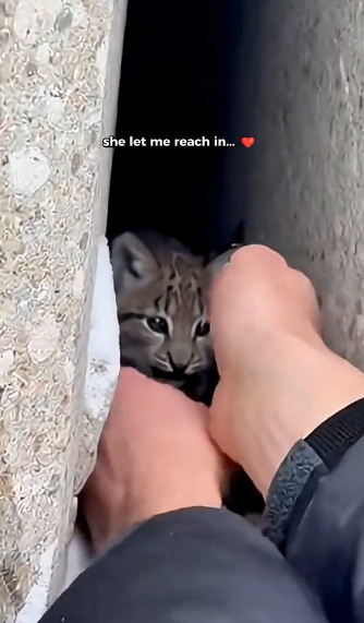 X1905009_A Lynx Kitten was Being Hunted By 5 Snow Leopards in Alaska. The Ending was Unpredictable