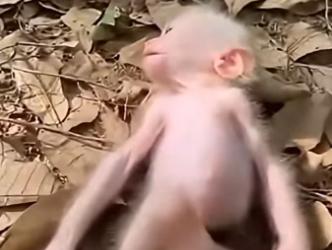 X2105001 I Found Him in the Hawaiian Tropical Rainforest. He Was Abandoned by the World. (Part 2)