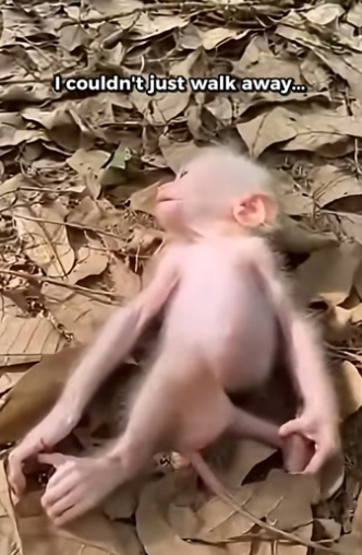 X2105001 I Found Him in the Hawaiian Tropical Rainforest. He Was Abandoned by the World.  (Part 2)