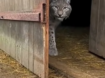 X2105003 I Found a Lynx Family In my Nashville Barn. They Had No One. (Part 2)