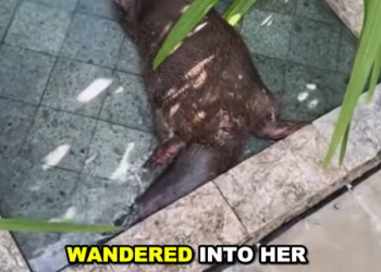 E2105002 Kind girl adopts lost otter, unexpected surprise ensues