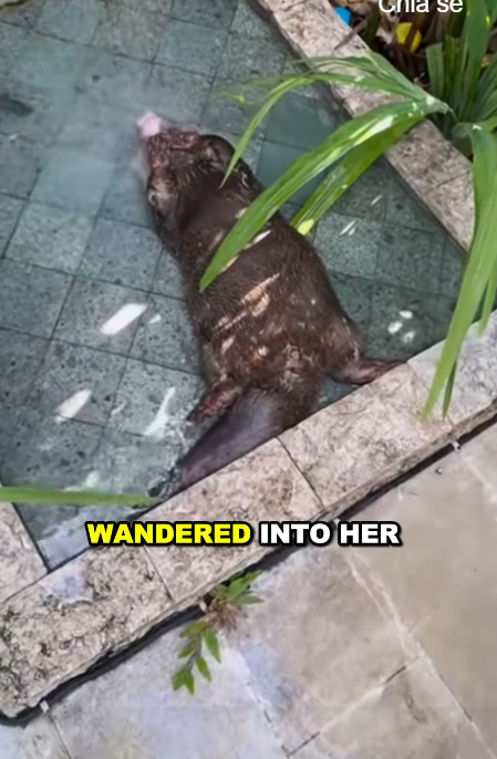 E2105002 Kind girl adopts lost otter, unexpected surprise ensues