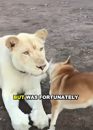 E2105003 Dog love and care gives lion cub a second chance