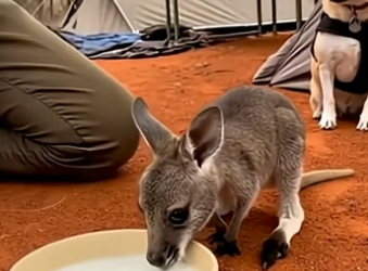 O3105002_My Dog Brought Me a Baby Kangaroo… Then Led Me to the Truth  (Part 2)