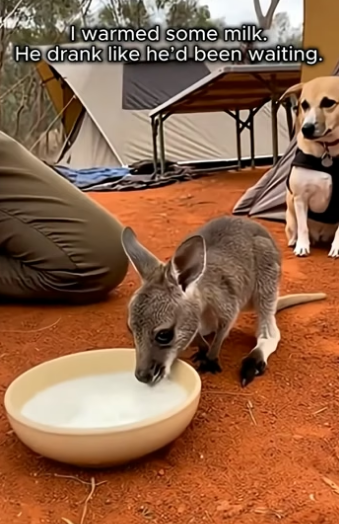 O3105002_My Dog Brought Me a Baby Kangaroo… Then Led Me to the Truth  (Part 2)