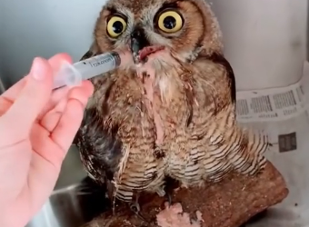 E0506014_Rescue a baby owl fell out of nest because its mother abandoned it (Part 2)