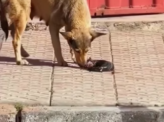U0506003_I found a mother dog giving birth by the roadside and then… (Part 2)