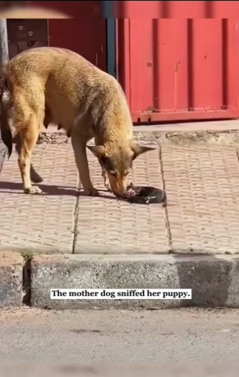 U0506003_I found a mother dog giving birth by the roadside and then… (Part 2)